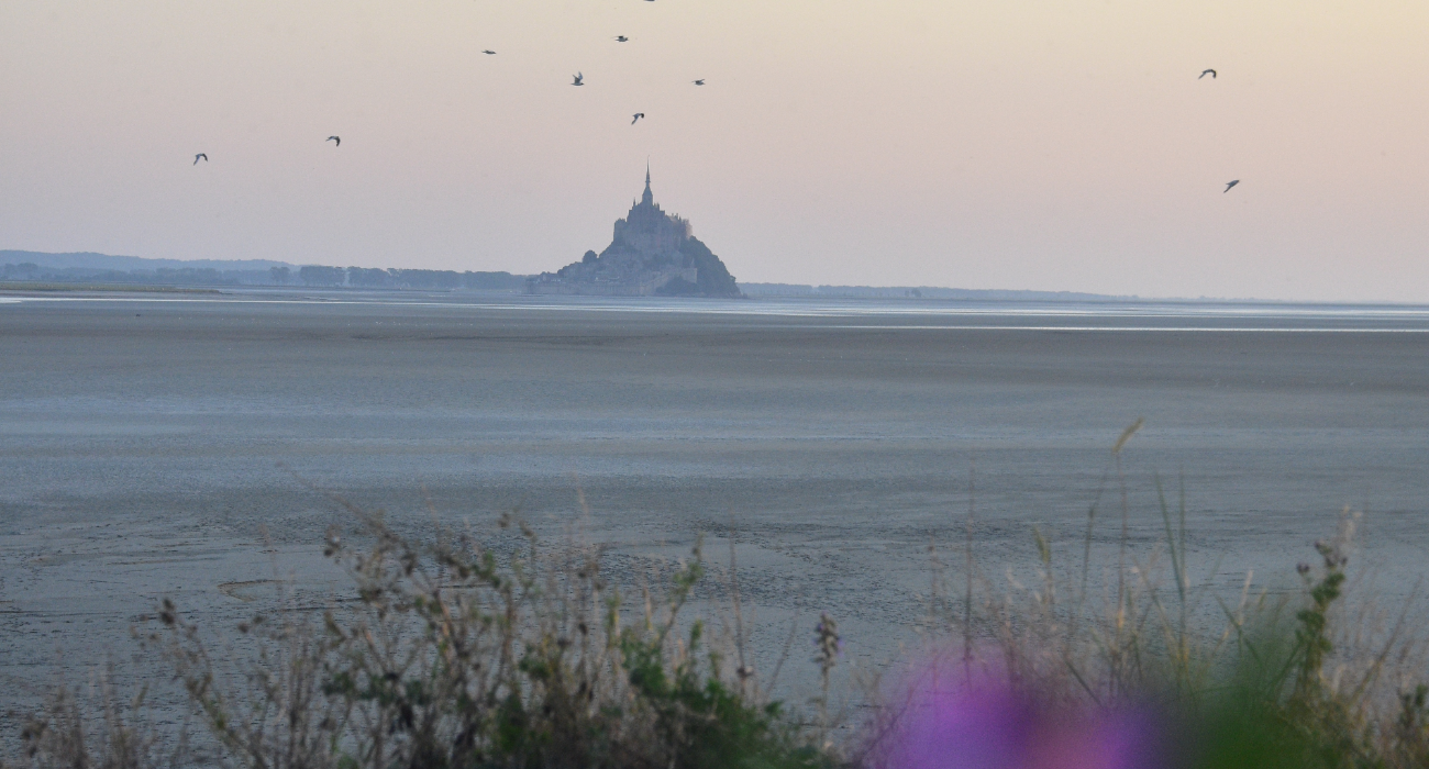 Fleurs violettes et coucher de soleil au Mont-Saint-Michel