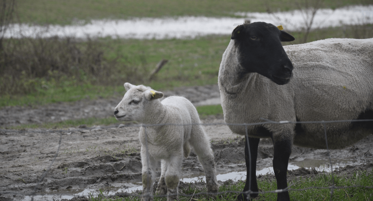Mouton et agneau de pré-salés