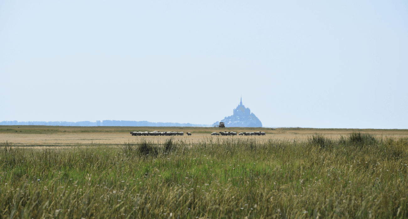 Moutons et tracteurs au Mont