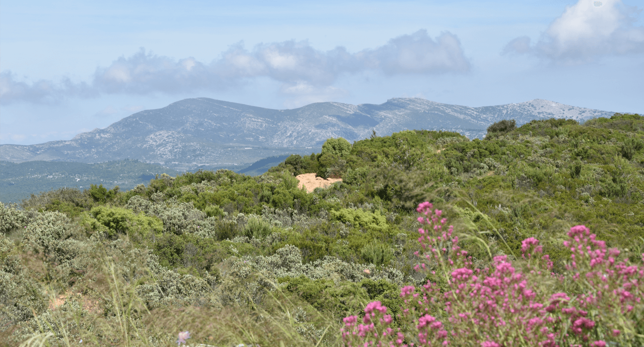 Vue sur les collines provençales de Cassis