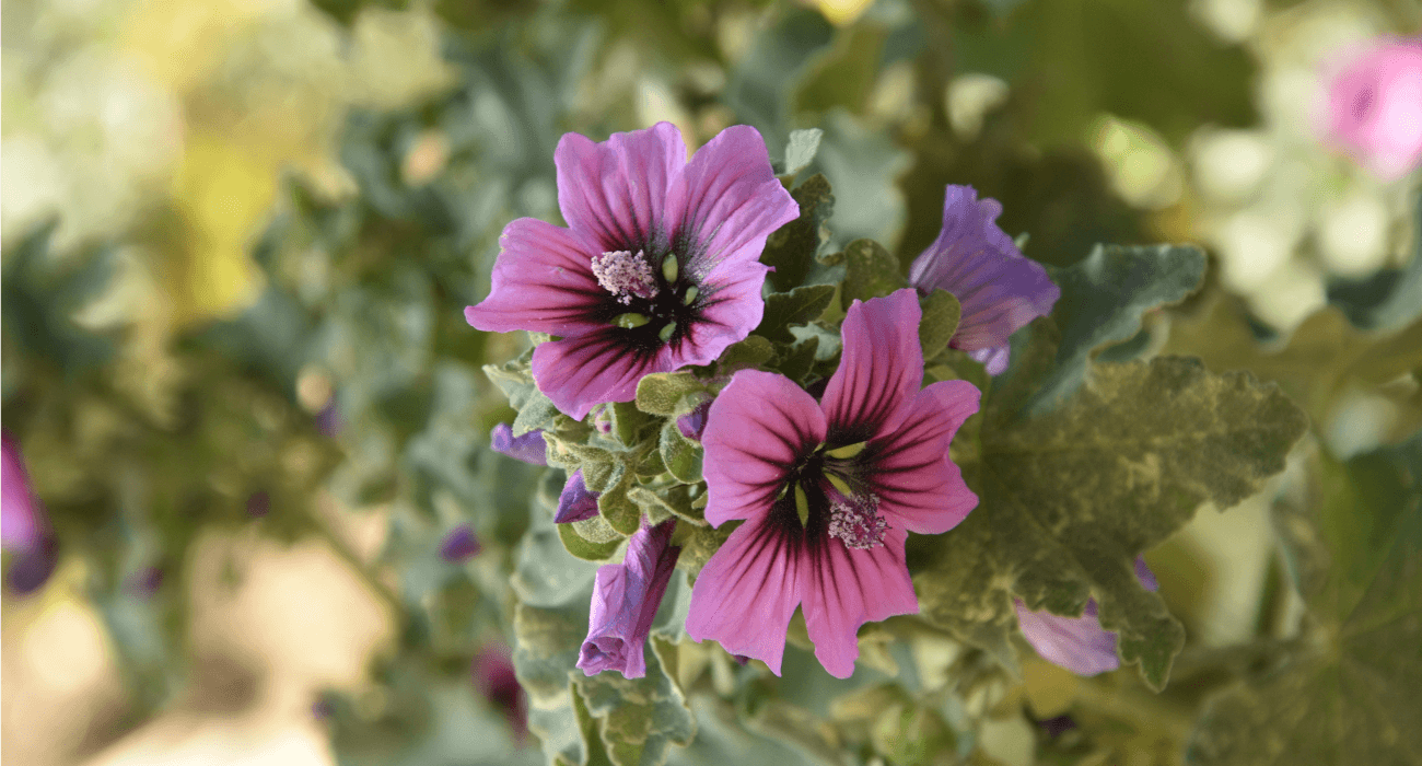 La flore de Cassis