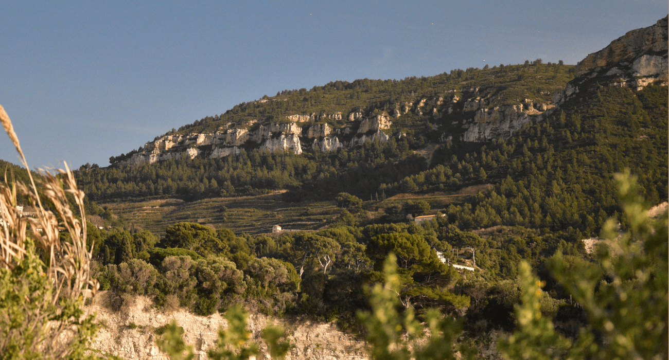 Les vignes de Cassis en fin de journée