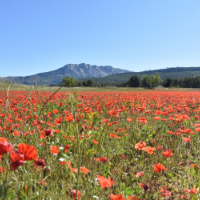 Champ de coquelicots