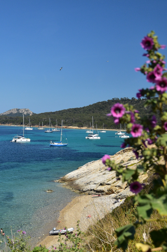 Ile de Porquerolles avec des fleurs et la mer
