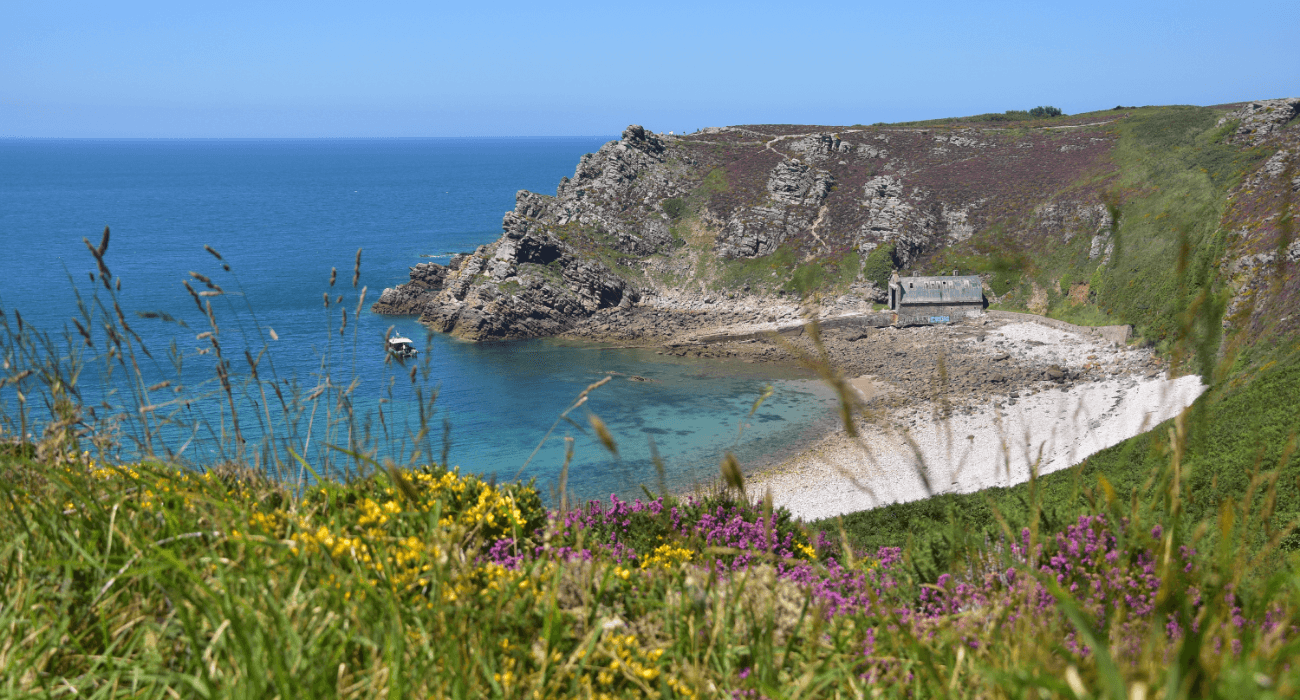 Plage et flore à Erquy