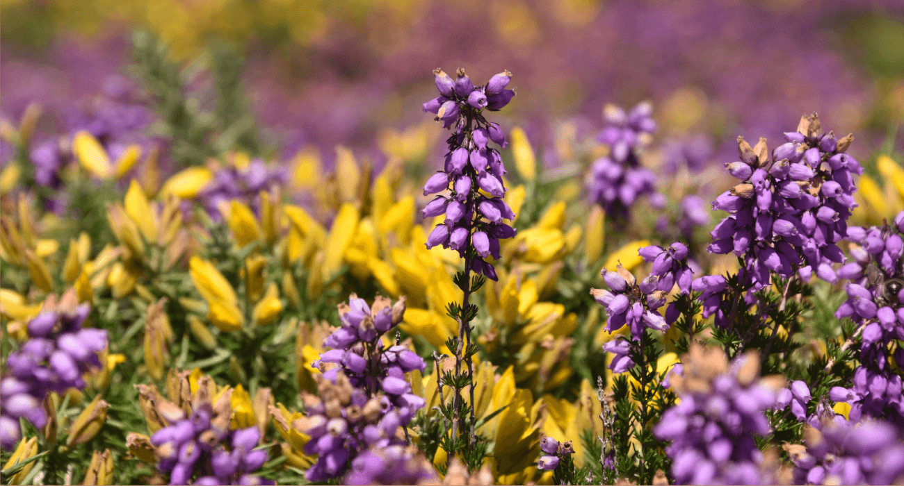 Flore du cap fréhel