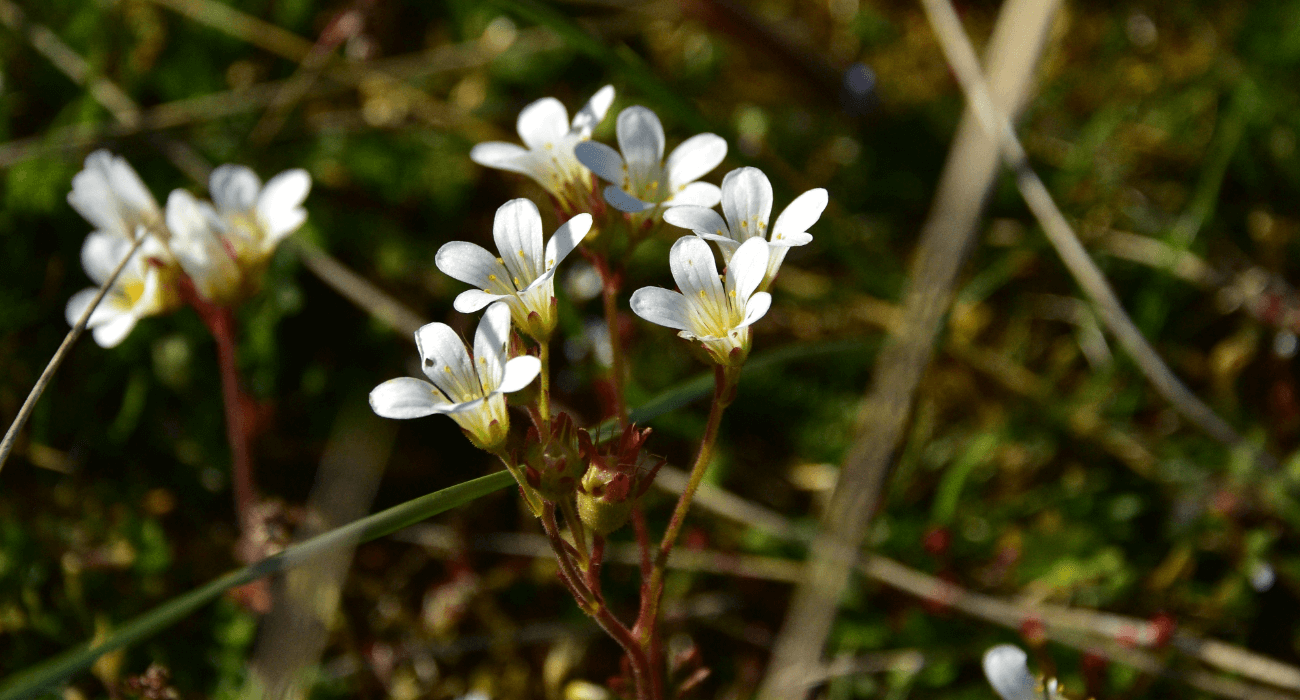 Fleurs blanches