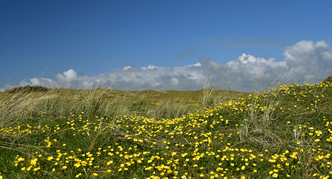 Fleurs jaunes dans les dunes