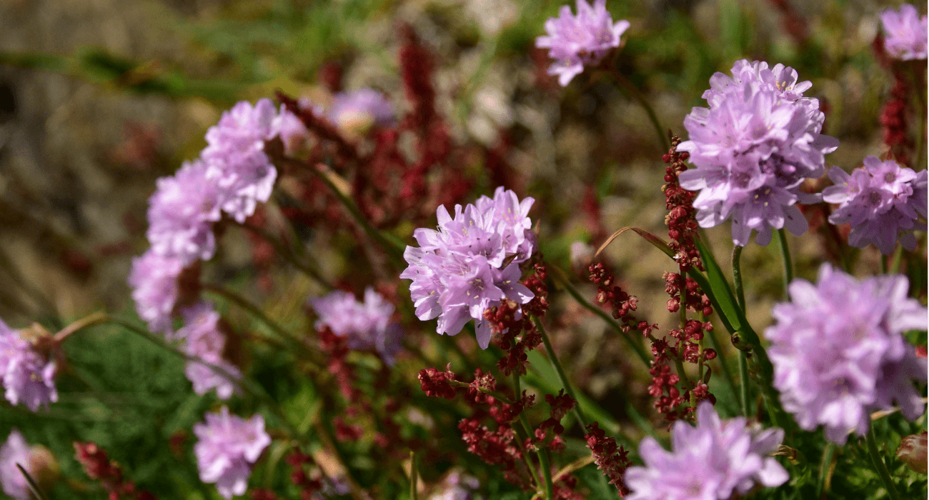 La flore