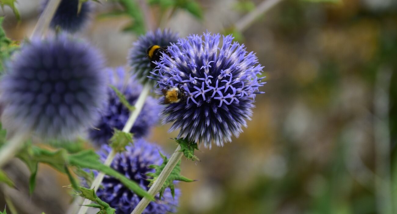 Fleurs macro jardin de Brécy