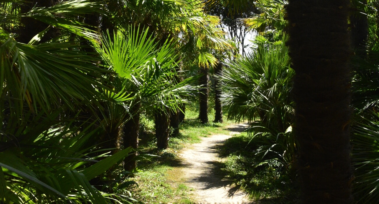 Palmiers du jardin La Hague
