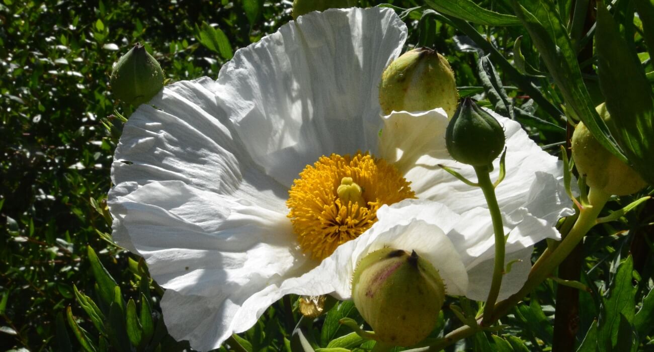 Fleur blanche