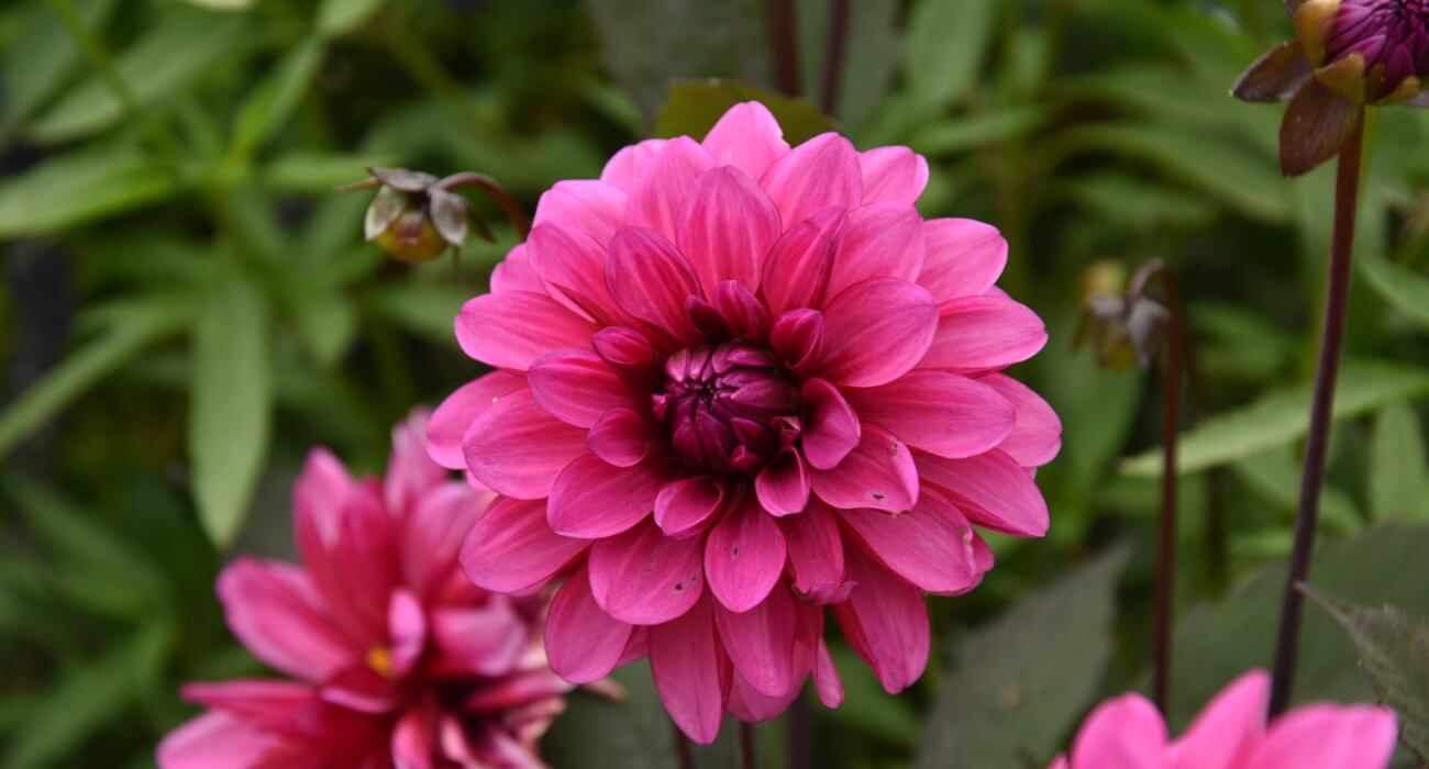 Macro d'un dahlias