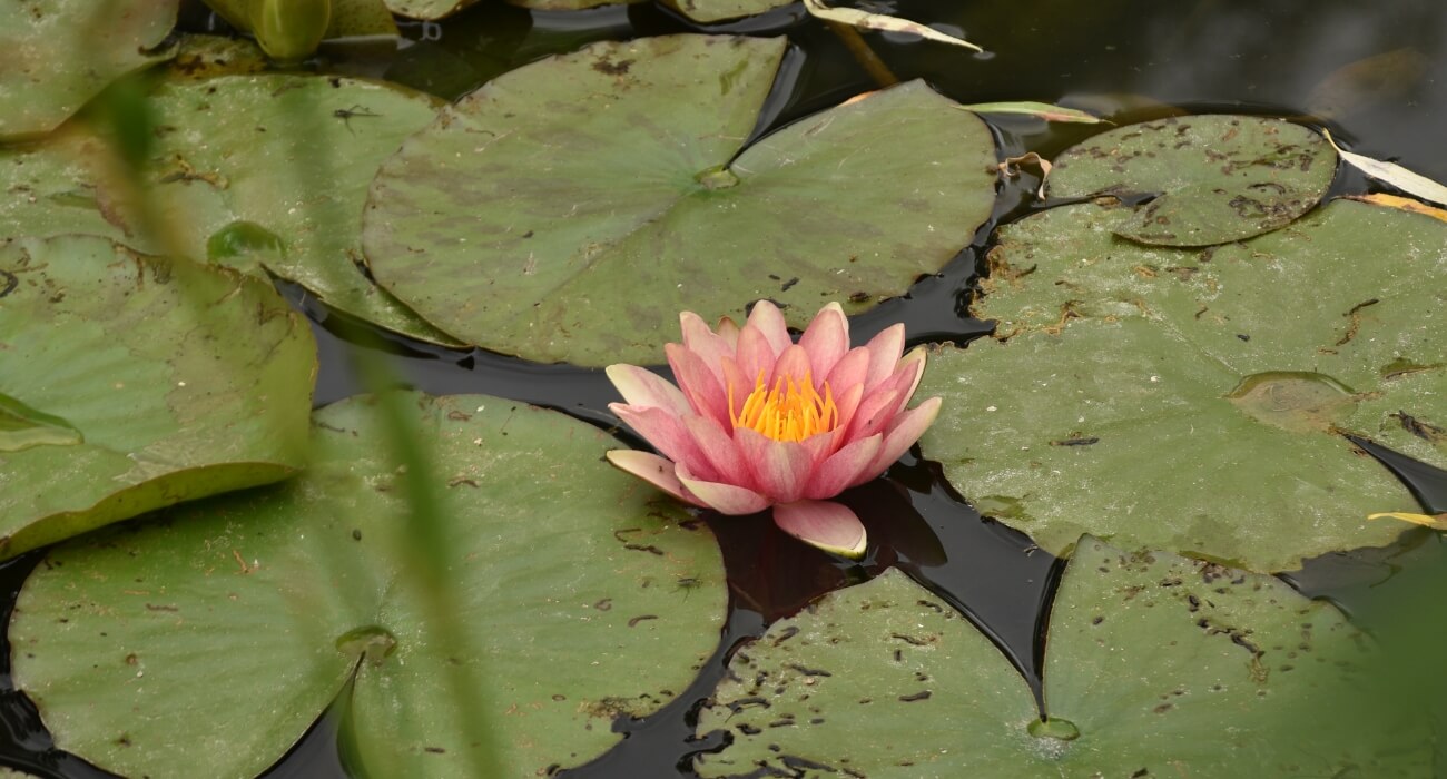 Nymphéas du jardin de Monet à Giverny