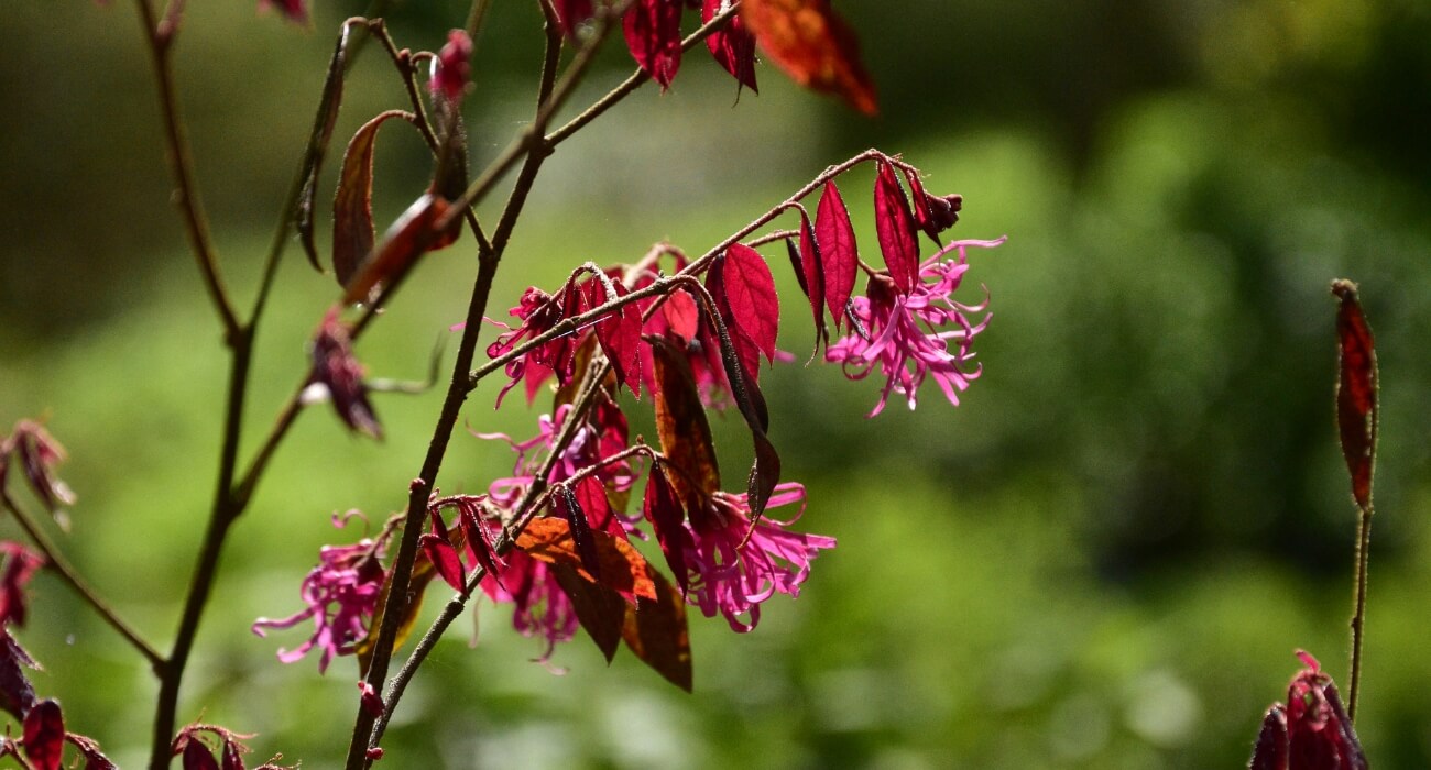 Fleurs roses