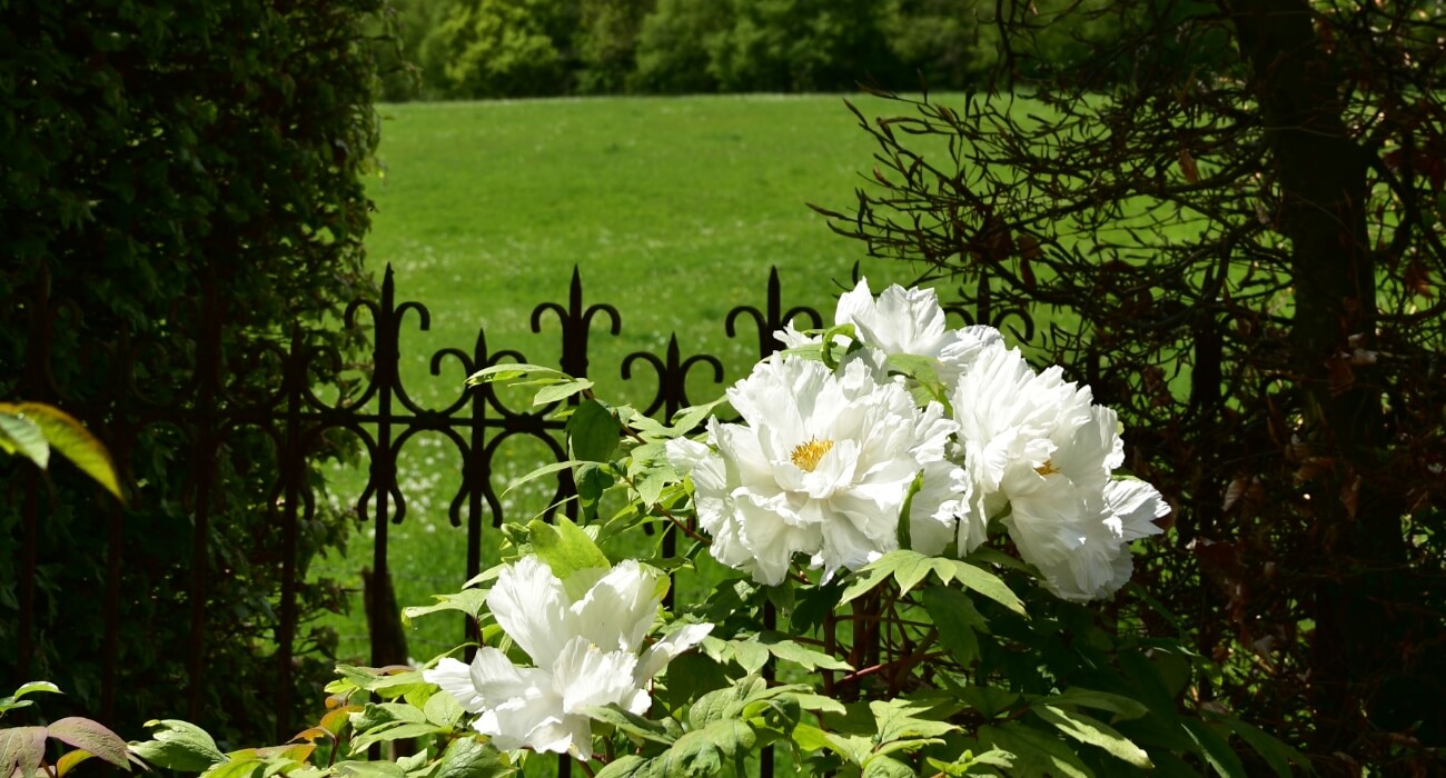 Roses du jardin du pays d'auge de Cambremer